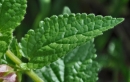 leaf : nom scientifique : Melittis melissophyllum L. , Melittis , Lamiaceae