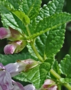 stemleaf : nom scientifique : Melittis melissophyllum L. , Melittis , Lamiaceae