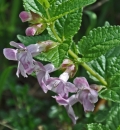 flower : nom scientifique : Melittis melissophyllum L. , Melittis , Lamiaceae