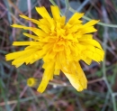 flower : nom scientifique : Hieracium murorum L. , Hieracium , Asteraceae