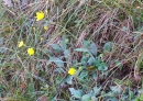 whole : nom scientifique : Hieracium murorum L. , Hieracium , Asteraceae