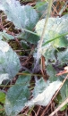 stemleaf : nom scientifique : Hieracium murorum L. , Hieracium , Asteraceae