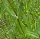 stemleaf  : nom scientifique : Silene vulgaris (Moench) Garcke , Silene , Caryophyllaceae 