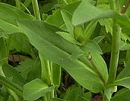 leaf  : nom scientifique : Silene vulgaris (Moench) Garcke , Silene , Caryophyllaceae 