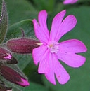 flower  : nom scientifique : Silene dioica (L.) Clairv. , Silene , Caryophyllaceae 