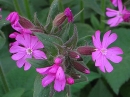 flower  : nom scientifique : Silene dioica (L.) Clairv. , Silene , Caryophyllaceae 