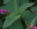 stemleaf  : nom scientifique : Silene dioica (L.) Clairv. , Silene , Caryophyllaceae 