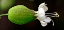 flower : nom scientifique : Silene vulgaris (Moench) Garcke , Silene , Caryophyllaceae