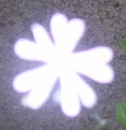 flower : nom scientifique : Silene latifolia Poir. , Silene , Caryophyllaceae