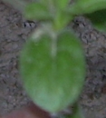 leaf : nom scientifique : Silene latifolia Poir. , Silene , Caryophyllaceae