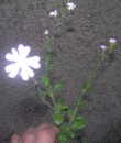 whole : nom scientifique : Silene latifolia Poir. , Silene , Caryophyllaceae
