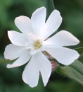 flower  : nom scientifique : Silene latifolia Poir. , Silene , Caryophyllaceae 