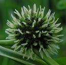 flower  : nom scientifique : Sparganium erectum L. , Sparganium , Typhaceae 