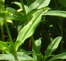 leaf  : nom scientifique : Saponaria officinalis L. , Saponaria , Caryophyllaceae 