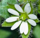 flower  : nom scientifique : Stellaria media (L.) Vill. , Stellaria , Caryophyllaceae 