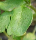 leaf  : nom scientifique : Stellaria media (L.) Vill. , Stellaria , Caryophyllaceae 