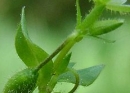 stemleaf  : nom scientifique : Stellaria media (L.) Vill. , Stellaria , Caryophyllaceae 