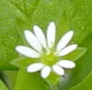 flower : nom scientifique : Stellaria media (L.) Vill. , Stellaria , Caryophyllaceae