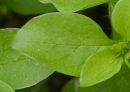 leaf : nom scientifique : Stellaria media (L.) Vill. , Stellaria , Caryophyllaceae