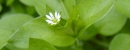 stemleaf : nom scientifique : Stellaria media (L.) Vill. , Stellaria , Caryophyllaceae