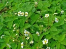 whole  : nom scientifique : Fragaria vesca L. , Fragaria , Rosaceae 