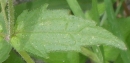 leaf  : nom scientifique : Galinsoga quadriradiata Ruiz & Pav. , Galinsoga , Asteraceae 