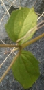 stemleaf  : nom scientifique : Galinsoga quadriradiata Ruiz & Pav. , Galinsoga , Asteraceae 