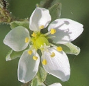 flower  : nom scientifique : Spergula arvensis L. , Spergula , Caryophyllaceae 