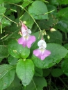 whole  : nom scientifique : Impatiens balfourii Hook. f. , Impatiens , Balsaminaceae 