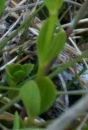 stemleaf  : nom scientifique : Centaurium scilloides Samp. , Centaurium , Gentianaceae 