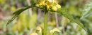 stemleaf : nom scientifique : Lamium galeobdolon (L.) Crantz , Lamium , Lamiaceae