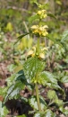 whole : nom scientifique : Lamium galeobdolon (L.) Crantz , Lamium , Lamiaceae