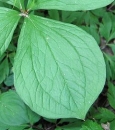 leaf  : nom scientifique : Paris quadrifolia L. , Paris , Melanthiaceae 