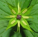 flower  : nom scientifique : Paris quadrifolia L. , Paris , Melanthiaceae 