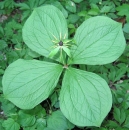 whole  : nom scientifique : Paris quadrifolia L. , Paris , Melanthiaceae 