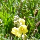 flower  : nom scientifique : Verbascum thapsus L. , Verbascum , Scrophulariaceae 