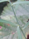 stemleaf  : nom scientifique : Linaria repens (L.) Mill. , Linaria , Plantaginaceae 