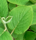 leaf  : nom scientifique : Viburnum lantana L. , Viburnum , Adoxaceae 