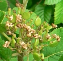 flower  : nom scientifique : Viburnum lantana L. , Viburnum , Adoxaceae 