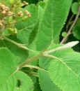 stemleaf  : nom scientifique : Viburnum lantana L. , Viburnum , Adoxaceae 