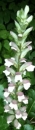 flower : nom scientifique : Acanthus mollis L. , Acanthus , Acanthaceae
