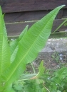 leaf  : nom scientifique : Dipsacus fullonum L. , Dipsacus , Caprifoliaceae 