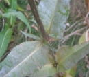 stemleaf  : nom scientifique : Dipsacus fullonum L. , Dipsacus , Caprifoliaceae 