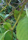 stemleaf : nom scientifique : Impatiens glandulifera Royle , Impatiens , Balsaminaceae