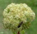 flower  : nom scientifique : Sedum telephium L. , Sedum , Crassulaceae 