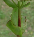 stemleaf  : nom scientifique : Sedum telephium L. , Sedum , Crassulaceae 