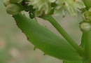 leaf  : nom scientifique : Sedum telephium L. , Sedum , Crassulaceae 