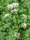 whole  : nom scientifique : Valeriana officinalis L. , Valeriana , Caprifoliaceae 