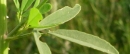 leaf : nom scientifique : Melilotus albus Medik. , Melilotus , Fabaceae