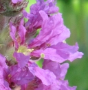 flower : nom scientifique : Lythrum salicaria L. , Lythrum , Lythraceae
